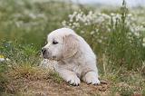 GOLDEN RETRIEVER 291